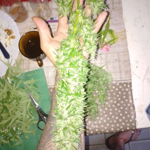 Lobisomem  growlog timeline photo