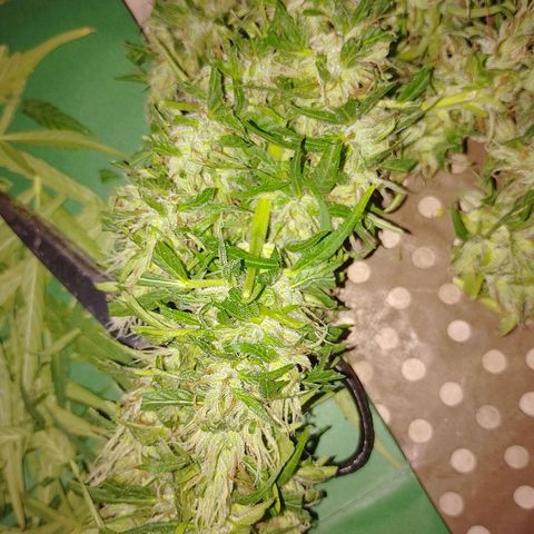 Lobisomem  growlog timeline photo