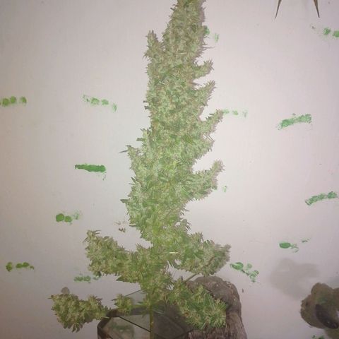 Lobisomem  growlog timeline photo