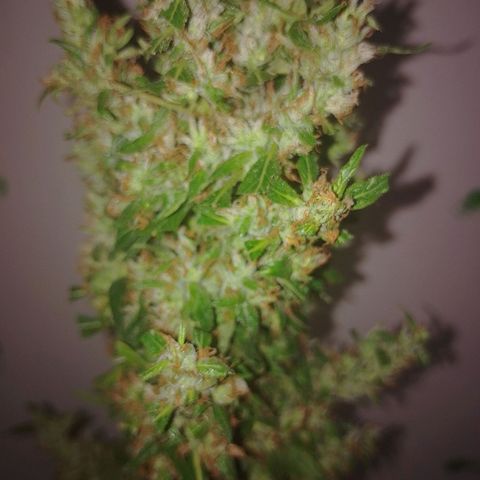 Lobisomem  growlog timeline photo