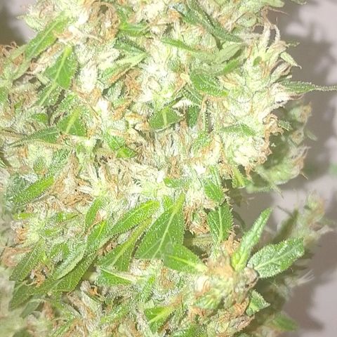 Lobisomem  growlog timeline photo