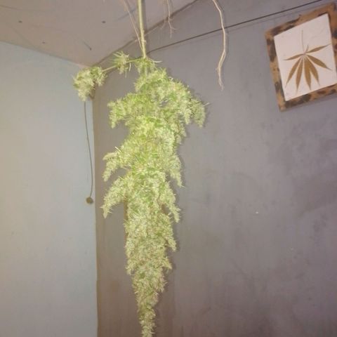 Lobisomem  growlog timeline photo