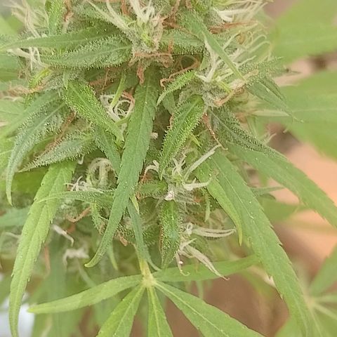 Lobisomem  growlog timeline photo