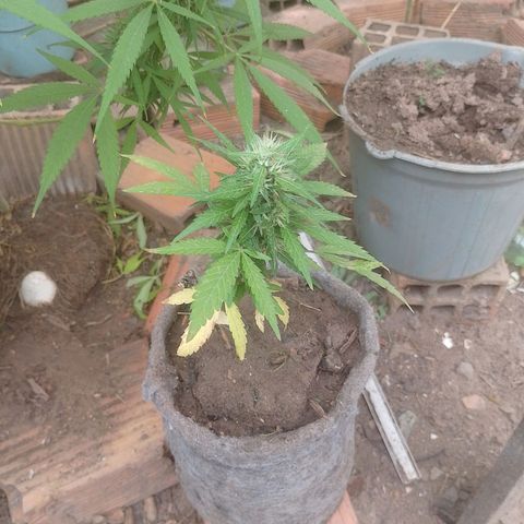 Lobisomem  growlog timeline photo