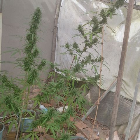 Lobisomem  growlog timeline photo