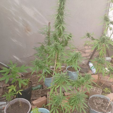 Lobisomem  growlog timeline photo