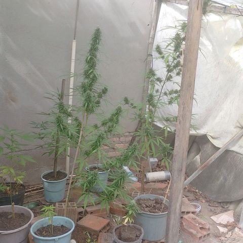 Lobisomem  growlog timeline photo