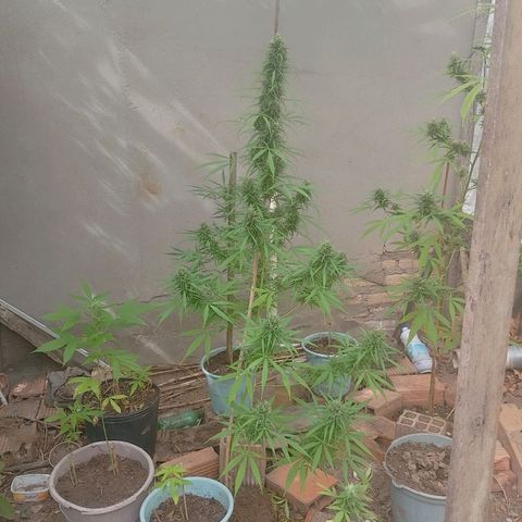 Lobisomem  growlog timeline photo