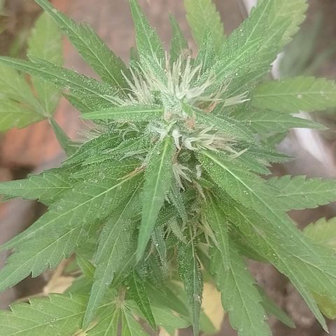 Lobisomem  growlog timeline photo