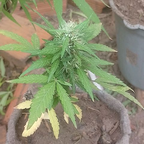 Lobisomem  growlog timeline photo