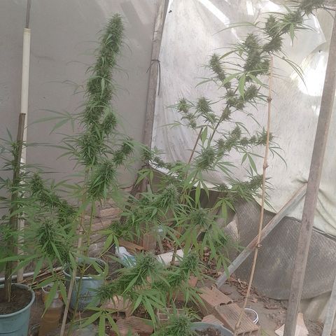 Lobisomem  growlog timeline photo