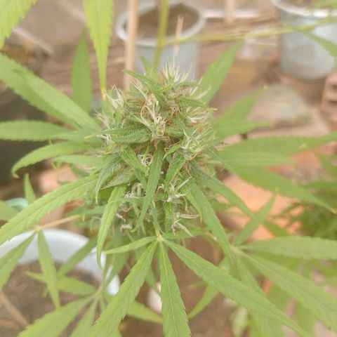 Lobisomem  growlog timeline photo