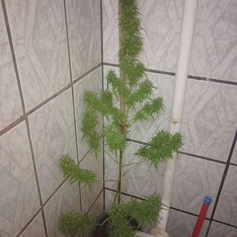 Lobisomem  growlog timeline photo
