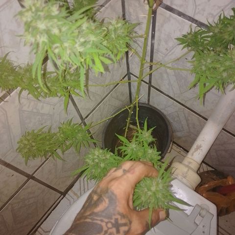Lobisomem  growlog timeline photo