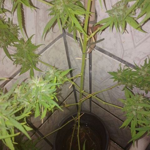 Lobisomem  growlog timeline photo