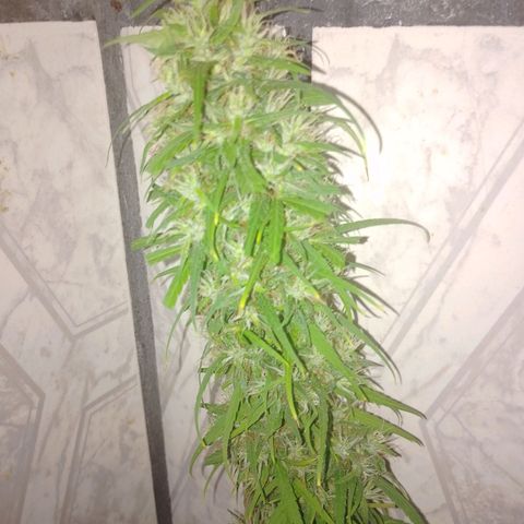 Lobisomem  growlog timeline photo