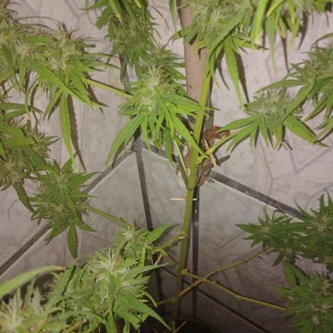Lobisomem  growlog timeline photo