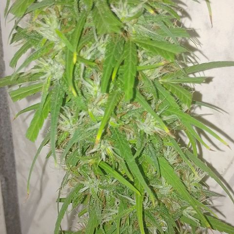 Lobisomem  growlog timeline photo