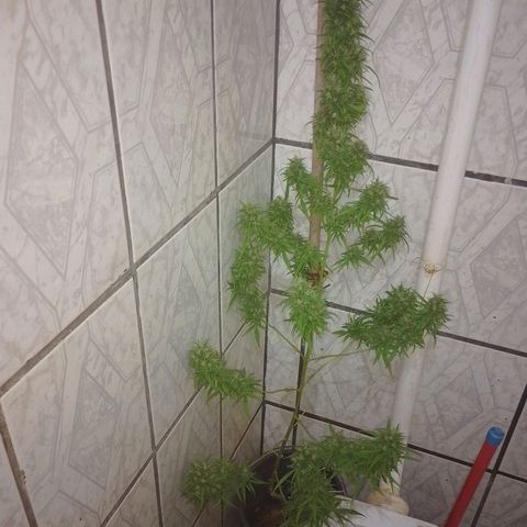 Lobisomem  growlog timeline photo