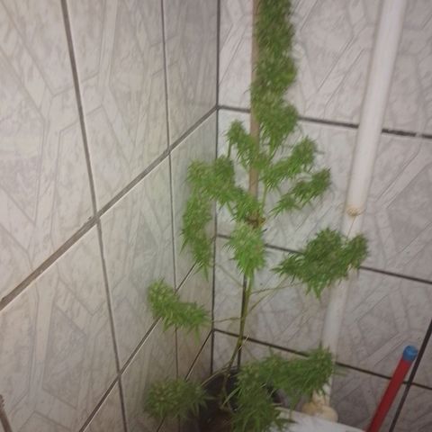 Lobisomem  growlog timeline photo