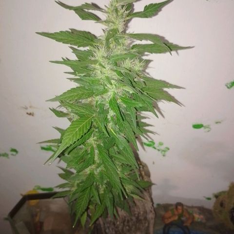Lobisomem  growlog timeline photo