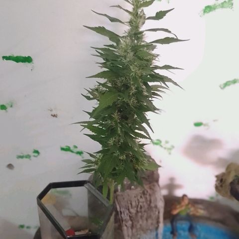 Lobisomem  growlog timeline photo