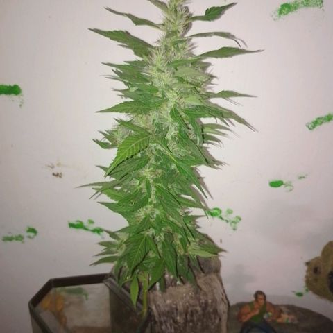 Lobisomem  growlog timeline photo