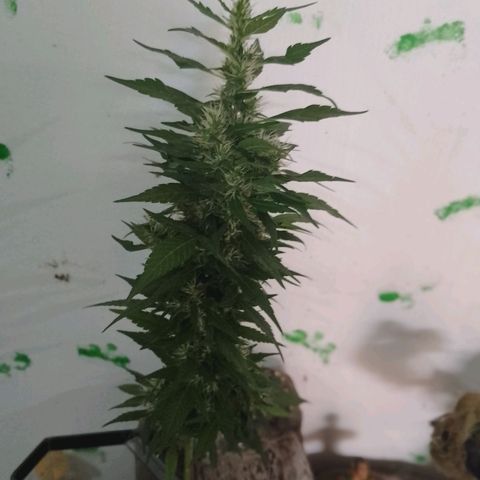 Lobisomem  growlog timeline photo