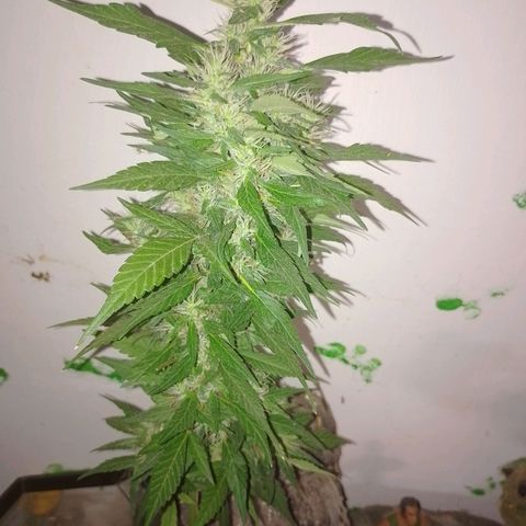 Lobisomem  growlog timeline photo