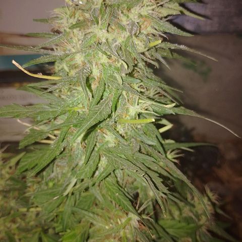 Lobisomem  growlog timeline photo