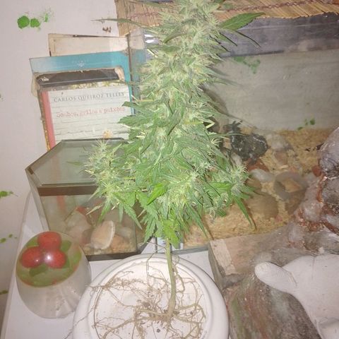 Lobisomem  growlog timeline photo