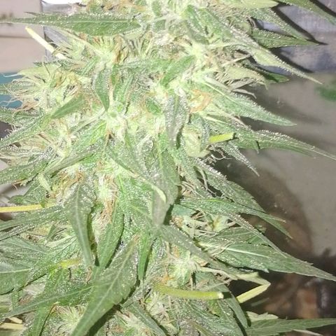Lobisomem  growlog timeline photo