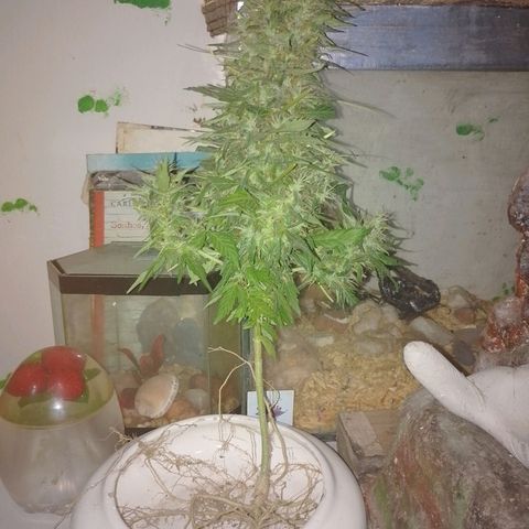 Lobisomem  growlog timeline photo