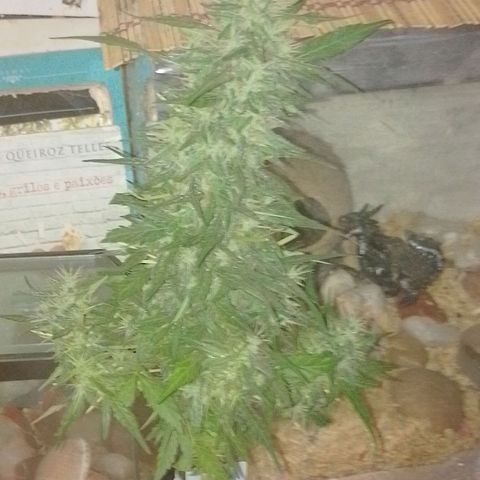 Lobisomem  growlog timeline photo