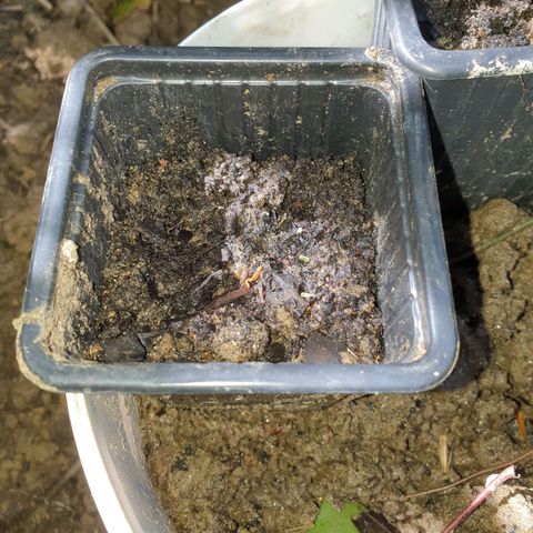 Crystal M.E.T.H. 2 growlog timeline photo