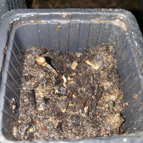 Crystal M.E.T.H. 1 growlog timeline photo