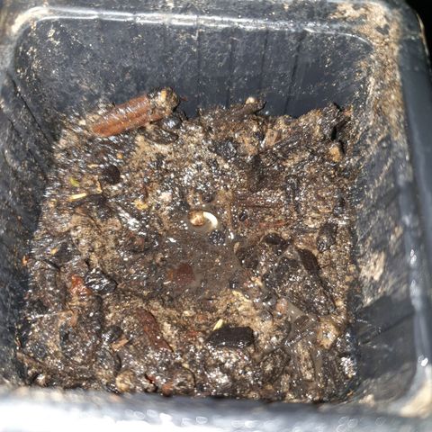 Crystal M.E.T.H. 2 growlog timeline photo