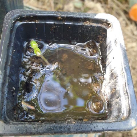 Crystal M.E.T.H. 1 growlog timeline photo