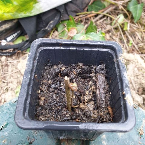 Génétique inconnue growlog timeline photo