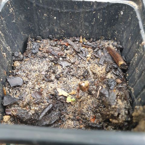 Crystal M.E.T.H. 2 growlog timeline photo