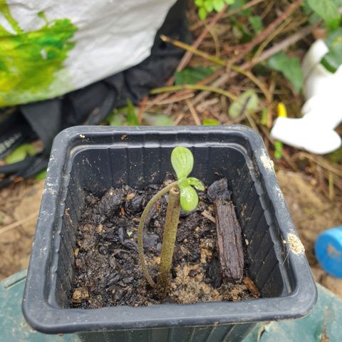 Génétique inconnue growlog timeline photo