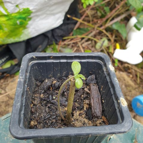 Génétique inconnue growlog timeline photo