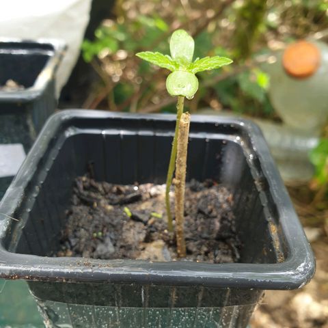 Crystal M.E.T.H. 1 growlog timeline photo