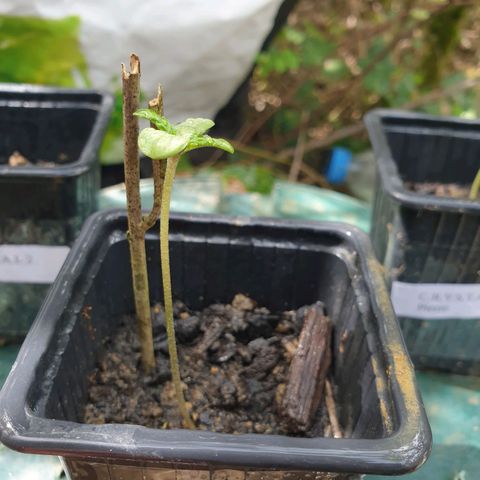 Génétique inconnue growlog timeline photo