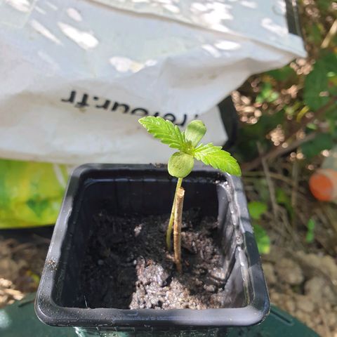 Crystal M.E.T.H. 1 growlog timeline photo