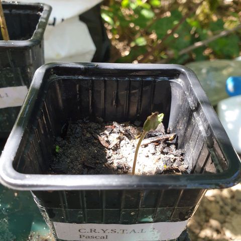 Crystal M.E.T.H. 2 growlog timeline photo