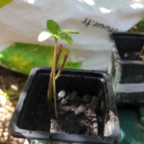 Génétique inconnue growlog timeline photo