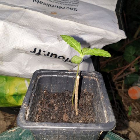 Crystal M.E.T.H. 1 growlog timeline photo