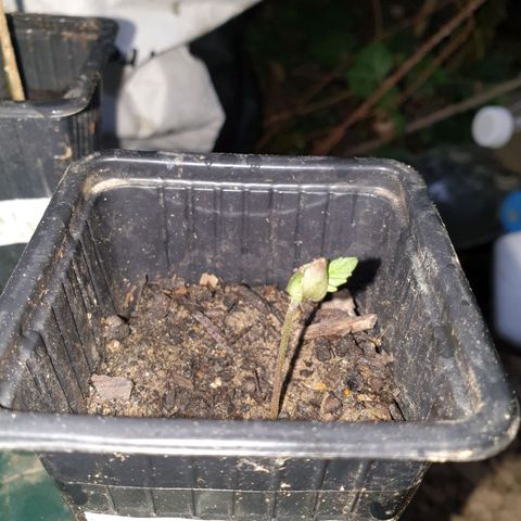 Crystal M.E.T.H. 2 growlog timeline photo