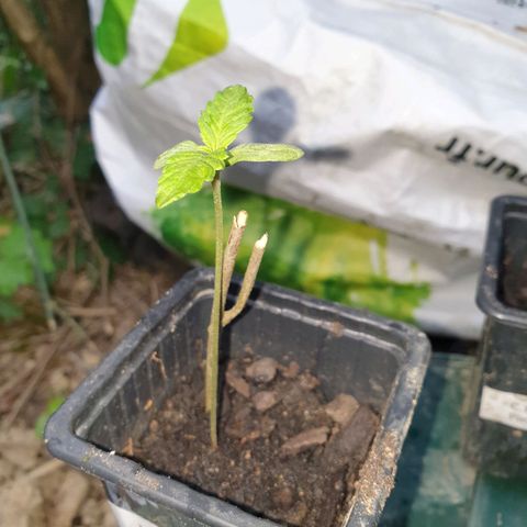Génétique inconnue growlog timeline photo